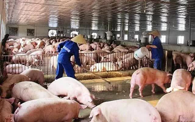 Việt Nam chi gần 2 tỷ USD nhập khẩu thịt - Ảnh 1