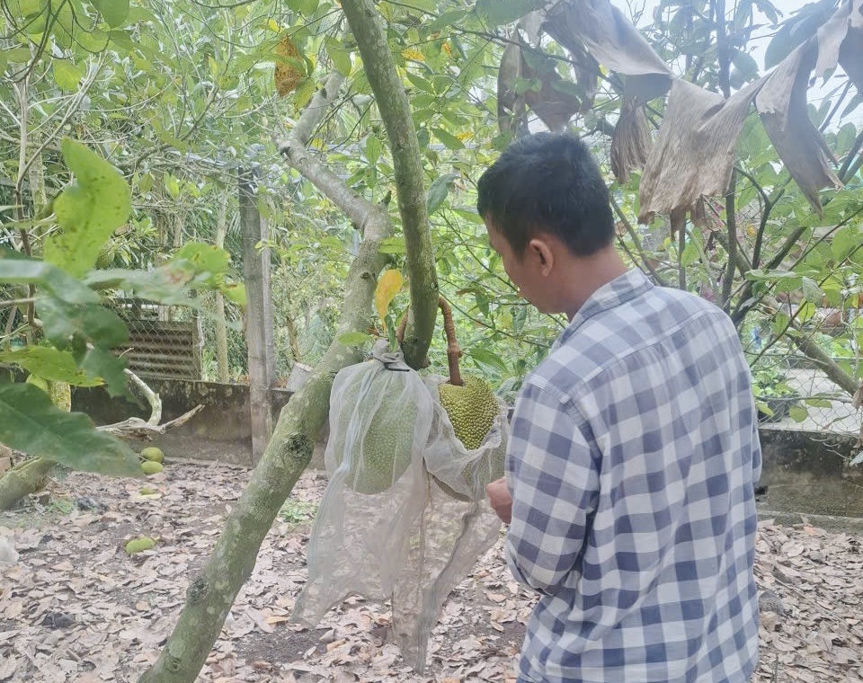 Giá mít Thái tăng cao nhưng vì sao nhà vườn miền Tây không vui? - Ảnh 1