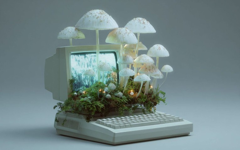 Kỷ nguyên máy tính sinh học: Khi nấm hương trong bếp trở thành linh kiện điện tử thay thế chip silicon đắt đỏ - Ảnh 1