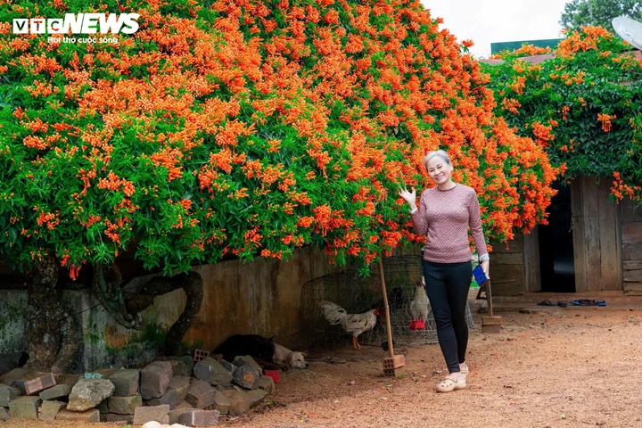 Ngắm ngôi nhà phủ kín hoa xác pháo 'nổi như cồn' ở Lâm Đồng - Ảnh 8