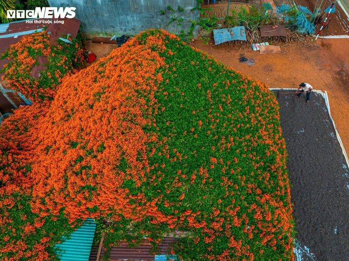 Ngắm ngôi nhà phủ kín hoa xác pháo 'nổi như cồn' ở Lâm Đồng - Ảnh 3