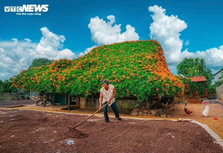 Ngắm ngôi nhà phủ kín hoa xác pháo 'nổi như cồn' ở Lâm Đồng - Ảnh 10