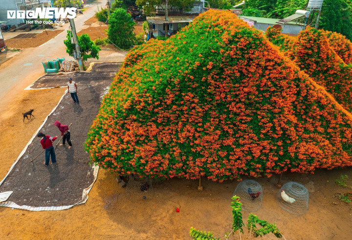 Ngắm ngôi nhà phủ kín hoa xác pháo 'nổi như cồn' ở Lâm Đồng - Ảnh 1