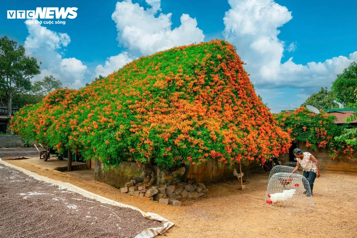 Ngắm ngôi nhà phủ kín hoa xác pháo 'nổi như cồn' ở Lâm Đồng - Ảnh 2