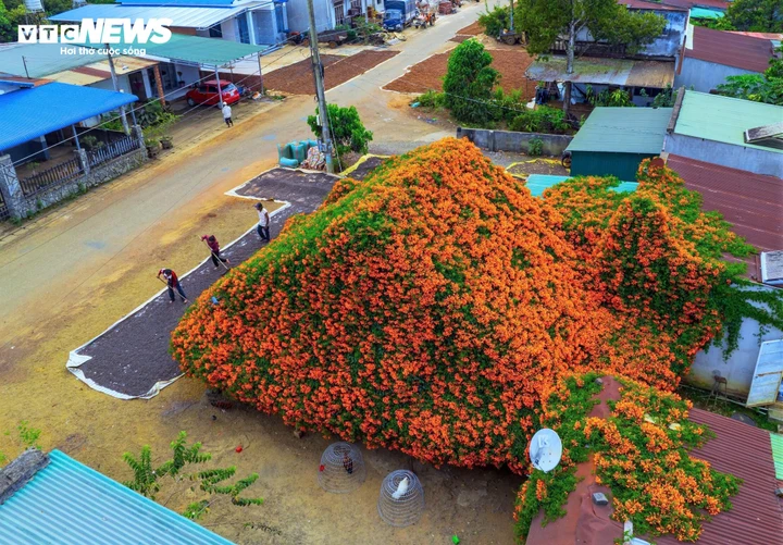 Ngắm ngôi nhà phủ kín hoa xác pháo 'nổi như cồn' ở Lâm Đồng - Ảnh 11