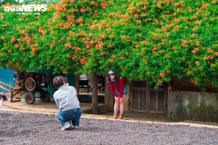 Ngắm ngôi nhà phủ kín hoa xác pháo 'nổi như cồn' ở Lâm Đồng - Ảnh 6