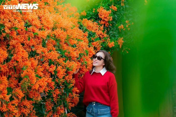 Ngắm ngôi nhà phủ kín hoa xác pháo 'nổi như cồn' ở Lâm Đồng - Ảnh 7