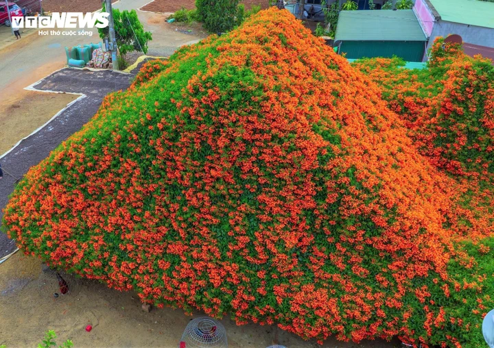 Ngắm ngôi nhà phủ kín hoa xác pháo 'nổi như cồn' ở Lâm Đồng - Ảnh 4