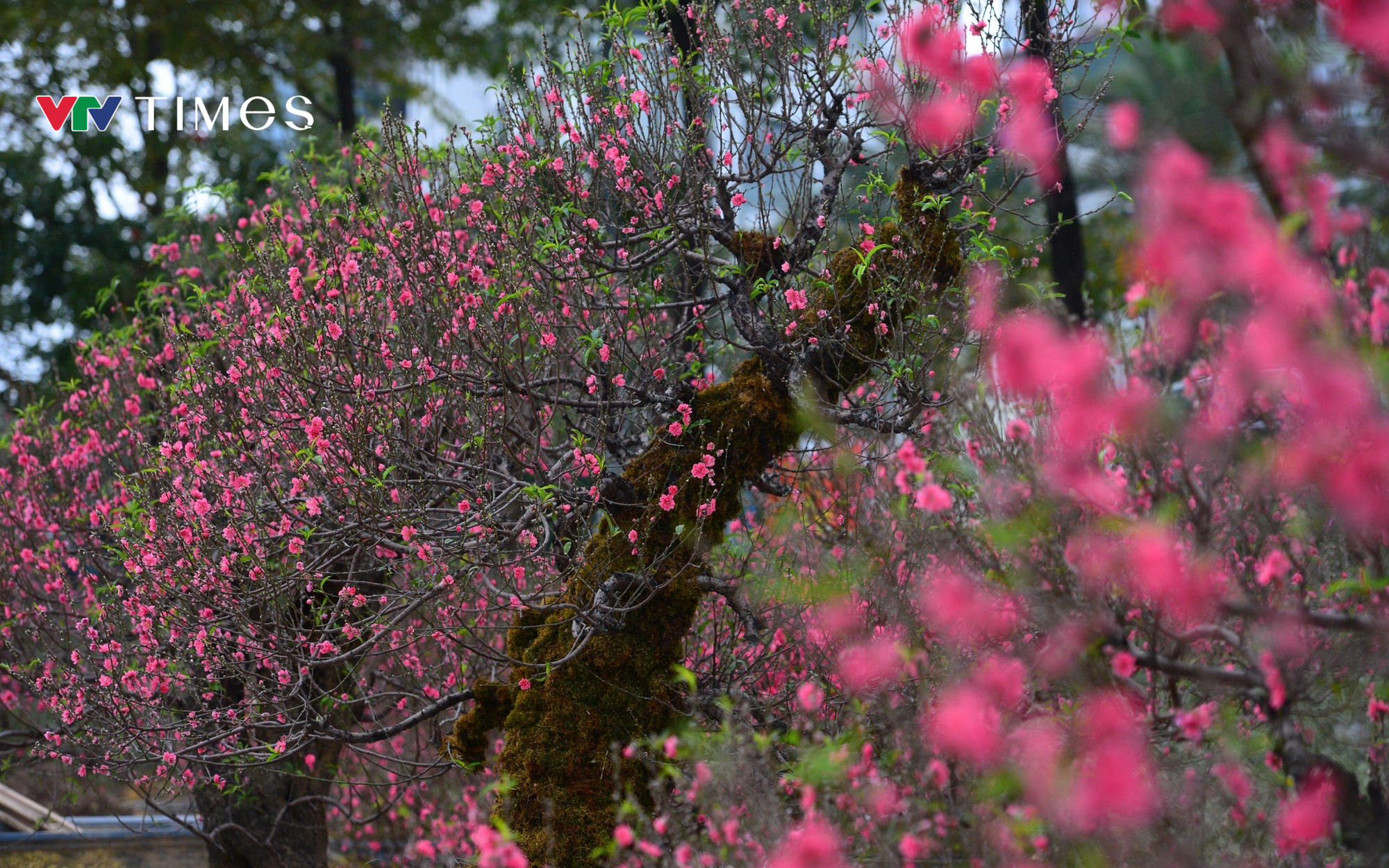 Dàn "lão đào" Tây Bắc xuống phố Thủ đô, giá thuê hàng chục triệu đồng mỗi gốc - Ảnh 1