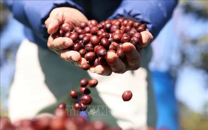 Giá cà phê bứt phá mạnh - Ảnh 1