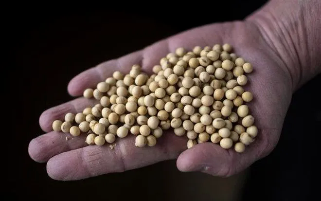 Trung Quốc khôi phục nhập khẩu đậu tương Mỹ - Ảnh 1