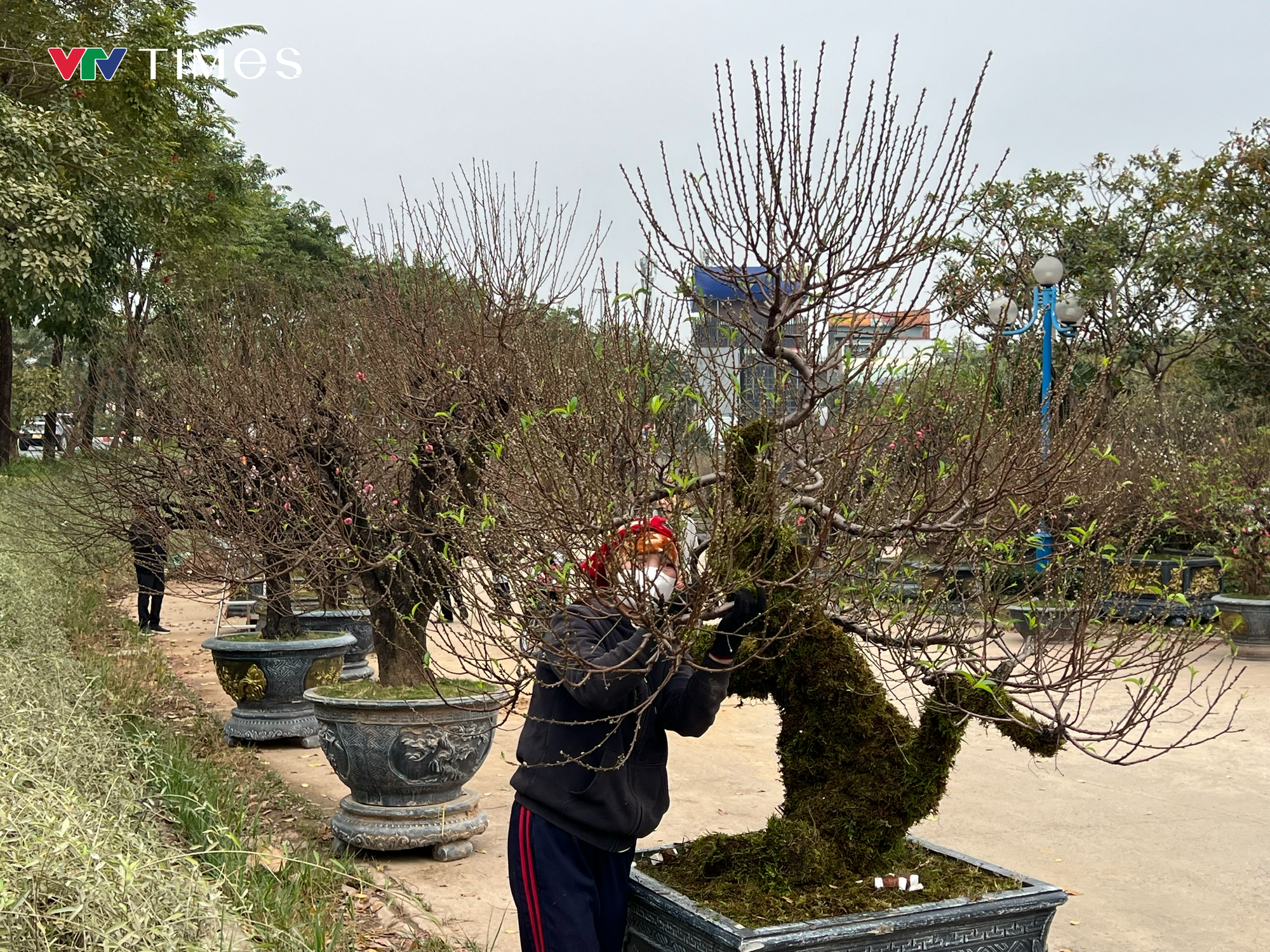 Dàn "lão đào" Tây Bắc xuống phố Thủ đô, giá thuê hàng chục triệu đồng mỗi gốc - Ảnh 2