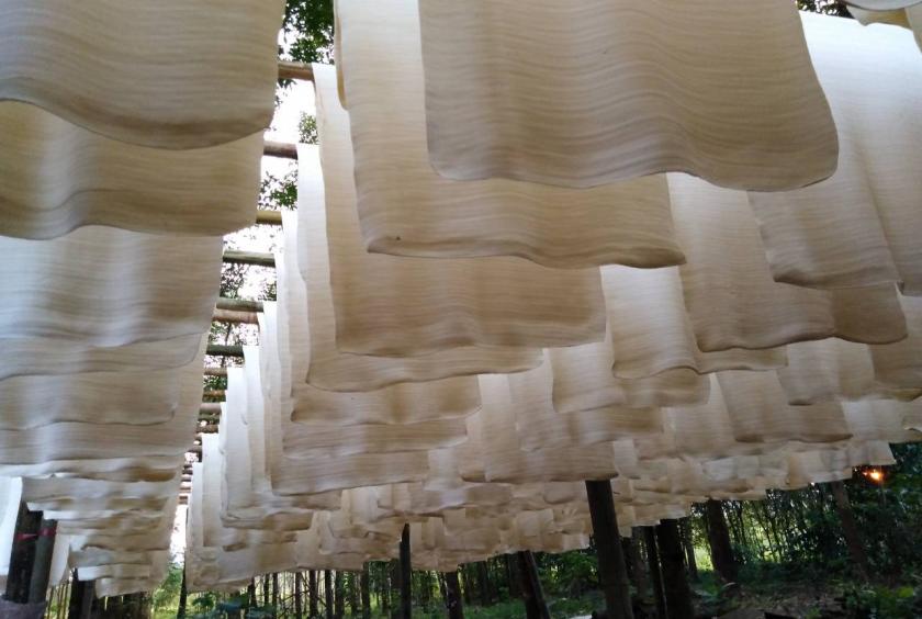 'Vàng trắng' của Việt Nam đắt hàng tại Đông Nam Á: diện tích trồng hơn 900.000 ha, nước ta là ông lớn top 5 thế giới - Ảnh 1