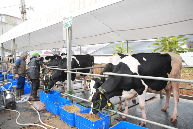 Di sản văn hóa từ thảo nguyên: Hội thi Hoa hậu Bò sữa Mộc Châu trở lại - Ảnh 3