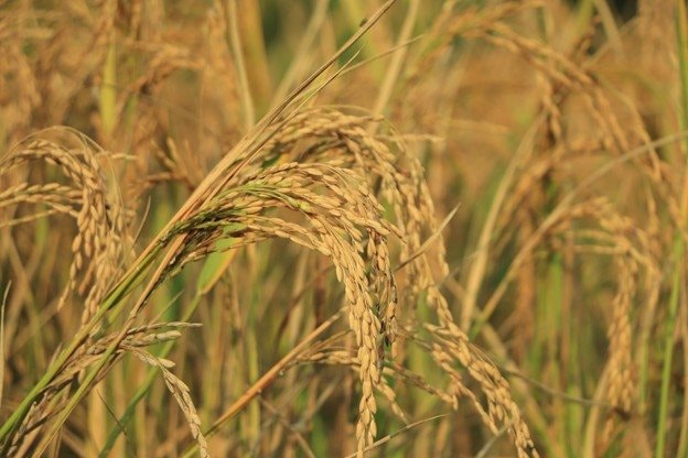 Phát minh của Trung Quốc làm rung chuyển ngành nông nghiệp: tạo siêu giống lúa lai, năng suất gấp 4 lần giống thường nhưng chi phí thấp - Ảnh 1