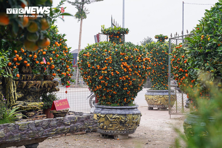 Độc lạ quýt cảnh hình ngựa giá hàng chục triệu đồng - Ảnh 7