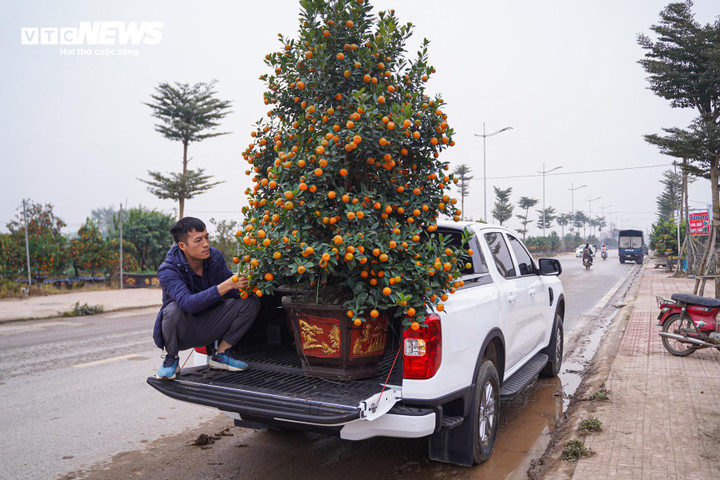 Độc lạ quýt cảnh hình ngựa giá hàng chục triệu đồng - Ảnh 16