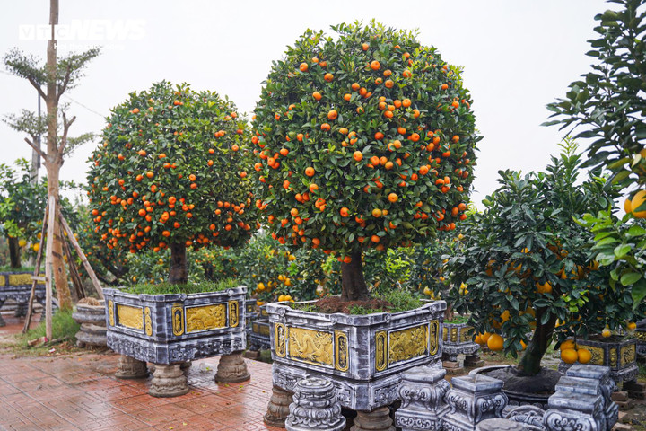 Độc lạ quýt cảnh hình ngựa giá hàng chục triệu đồng - Ảnh 12