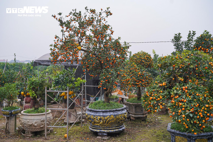 Độc lạ quýt cảnh hình ngựa giá hàng chục triệu đồng - Ảnh 13