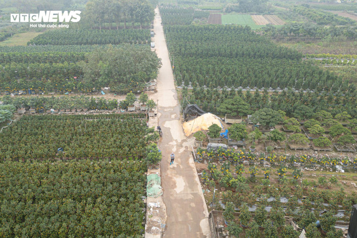 Độc lạ quýt cảnh hình ngựa giá hàng chục triệu đồng - Ảnh 1