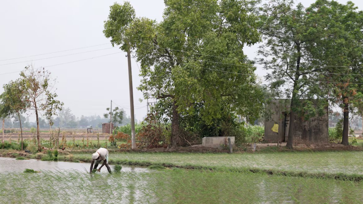 Vượt Trung Quốc trở thành quốc gia sản xuất gạo lớn nhất thế giới nhưng Ấn Độ lại nhận tin không vui - Ảnh 1