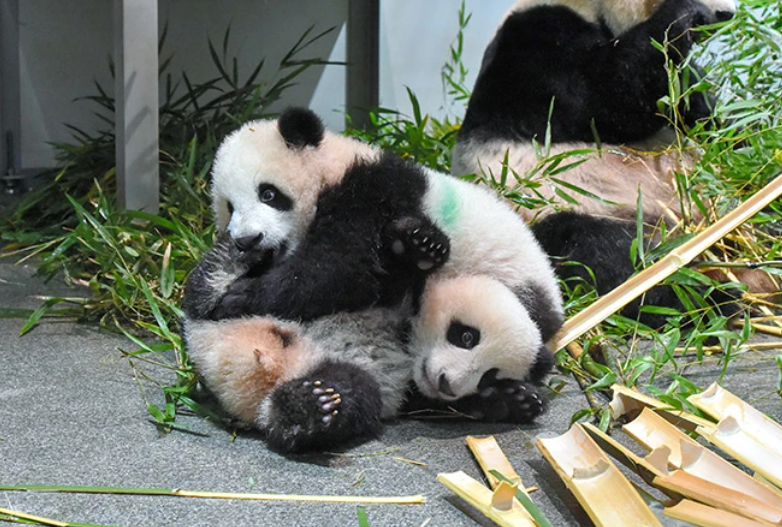 Buồn của Nhật Bản: 100.000 người đăng ký đến chia tay cặp gấu trúc song sinh về Trung Quốc, đánh dấu ngày không còn con gấu trúc nào trên lãnh thổ - Ảnh 3