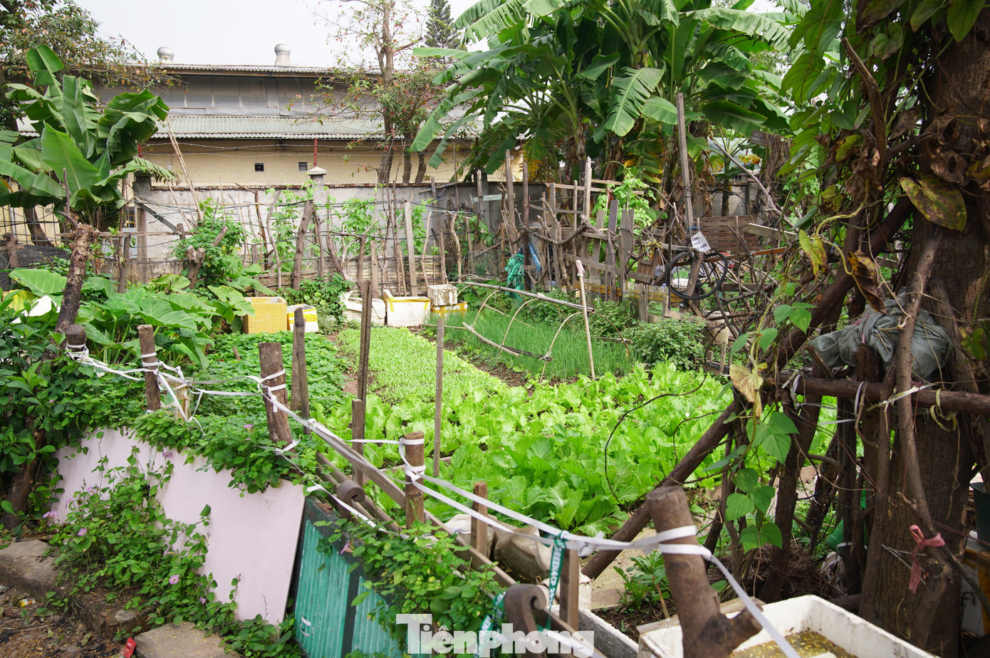 Công viên tại trung tâm Hà Nội bị hàng quán lấn chiếm, bãi cỏ thành nơi trồng rau - Ảnh 8