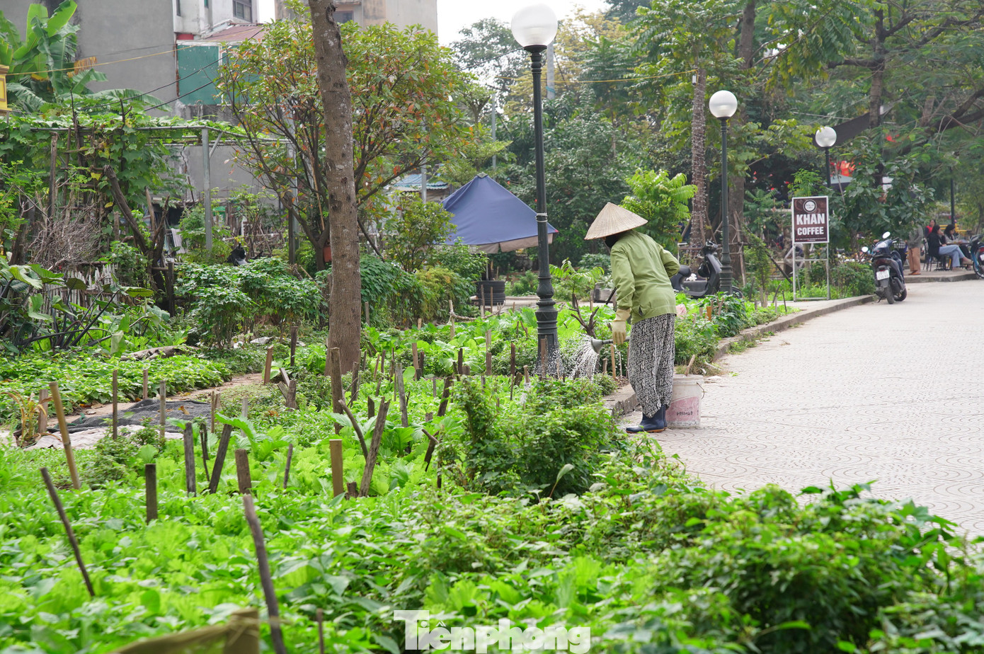 Công viên tại trung tâm Hà Nội bị hàng quán lấn chiếm, bãi cỏ thành nơi trồng rau - Ảnh 10
