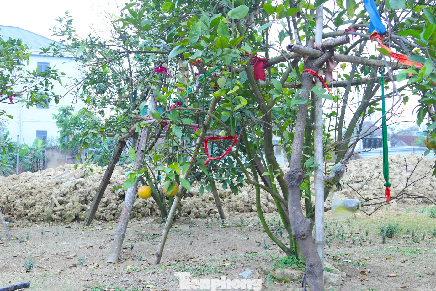 Thất thu cam 'tiến vua' vụ Tết - Ảnh 5