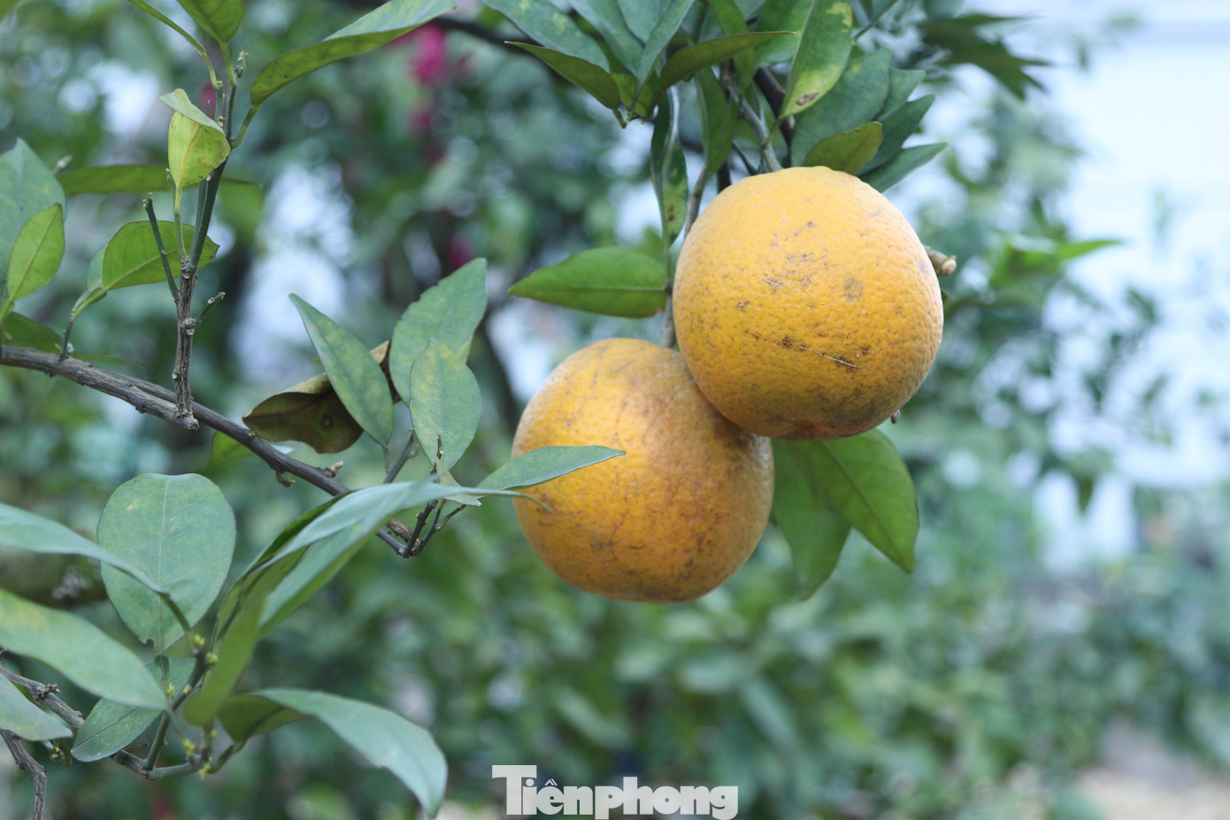 Thất thu cam 'tiến vua' vụ Tết - Ảnh 1