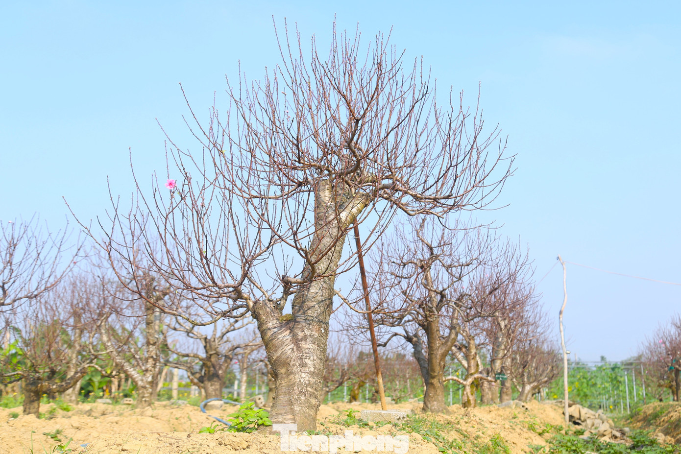 Nghề 'đánh cược' với ông trời - Ảnh 5