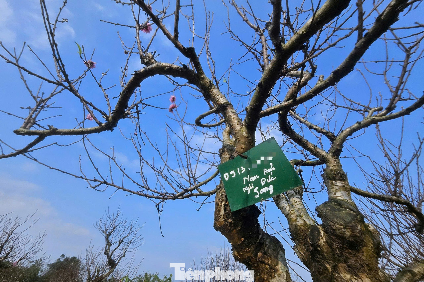 Nghề 'đánh cược' với ông trời - Ảnh 9