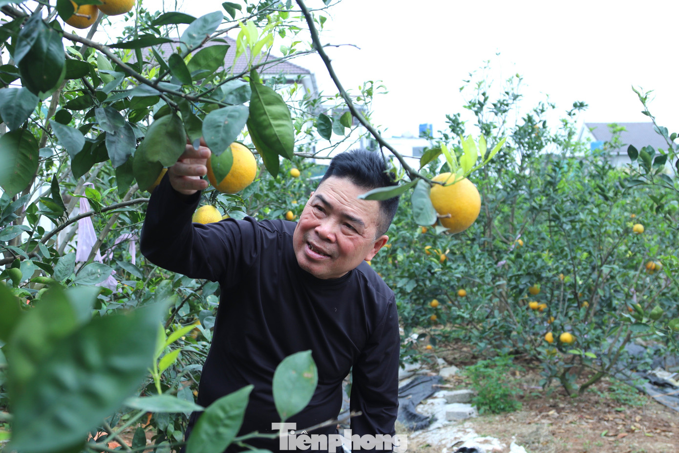 Thất thu cam 'tiến vua' vụ Tết - Ảnh 3