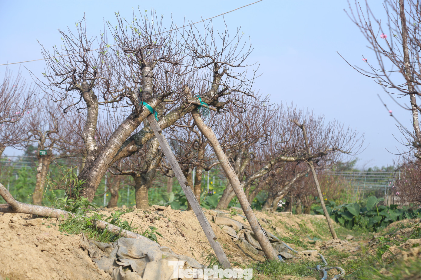 Nghề 'đánh cược' với ông trời - Ảnh 3