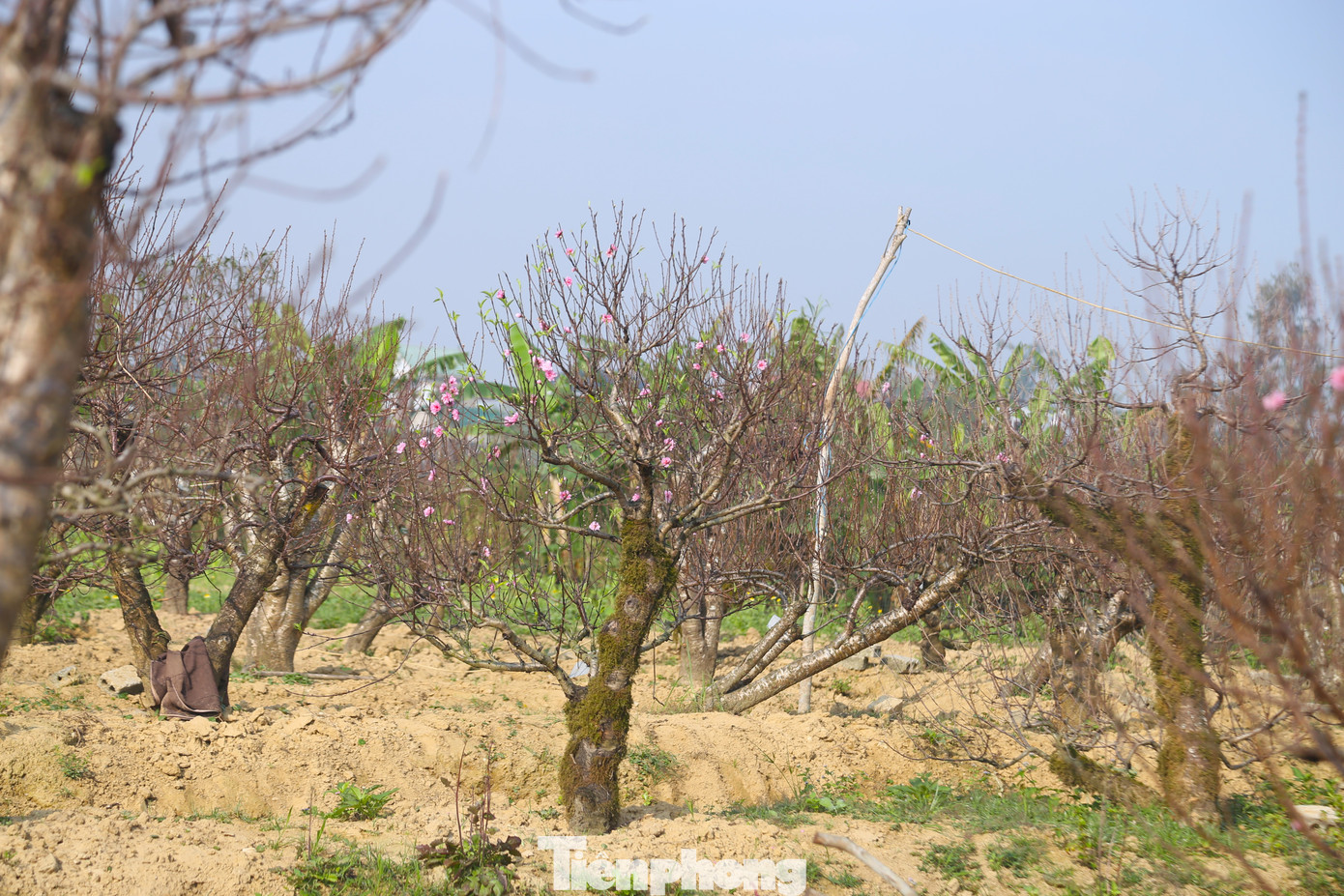 Nghề 'đánh cược' với ông trời - Ảnh 10