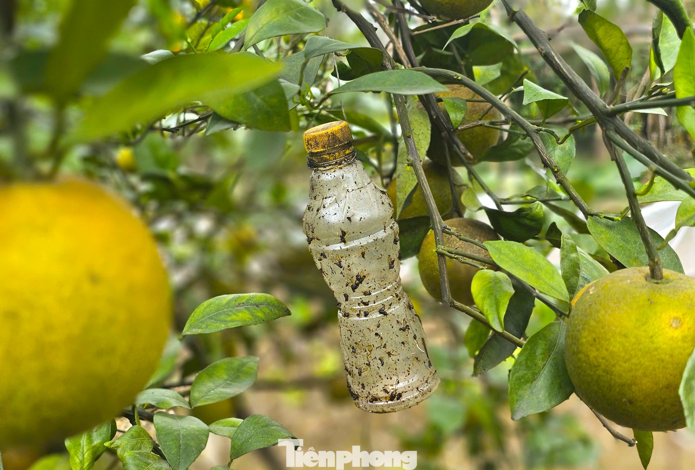 Thất thu cam 'tiến vua' vụ Tết - Ảnh 7