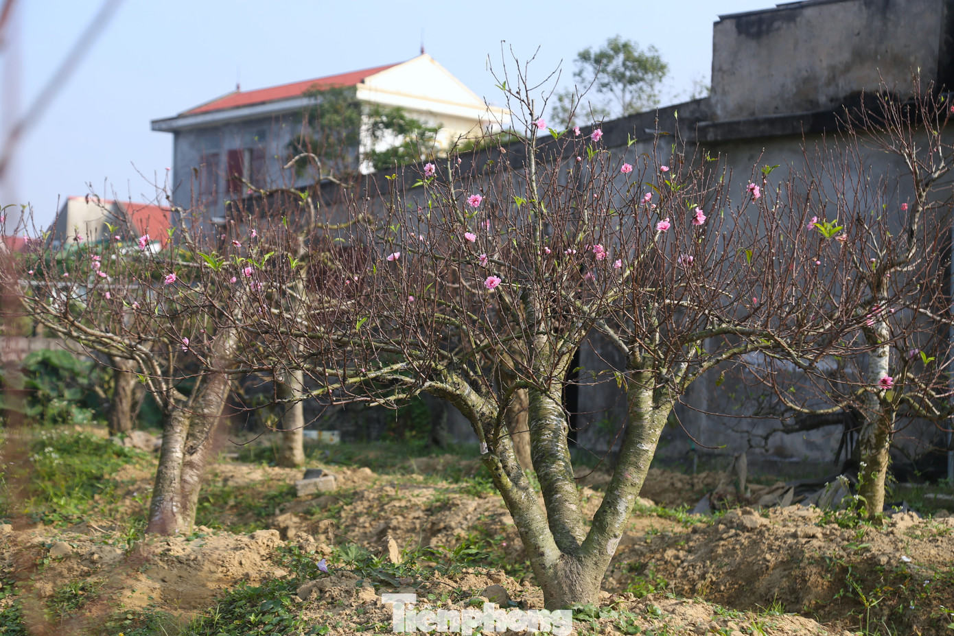 Nghề 'đánh cược' với ông trời - Ảnh 2