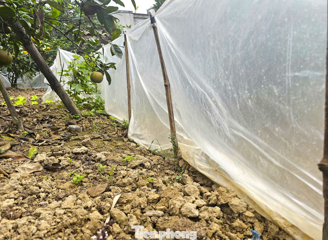 Thất thu cam 'tiến vua' vụ Tết - Ảnh 6