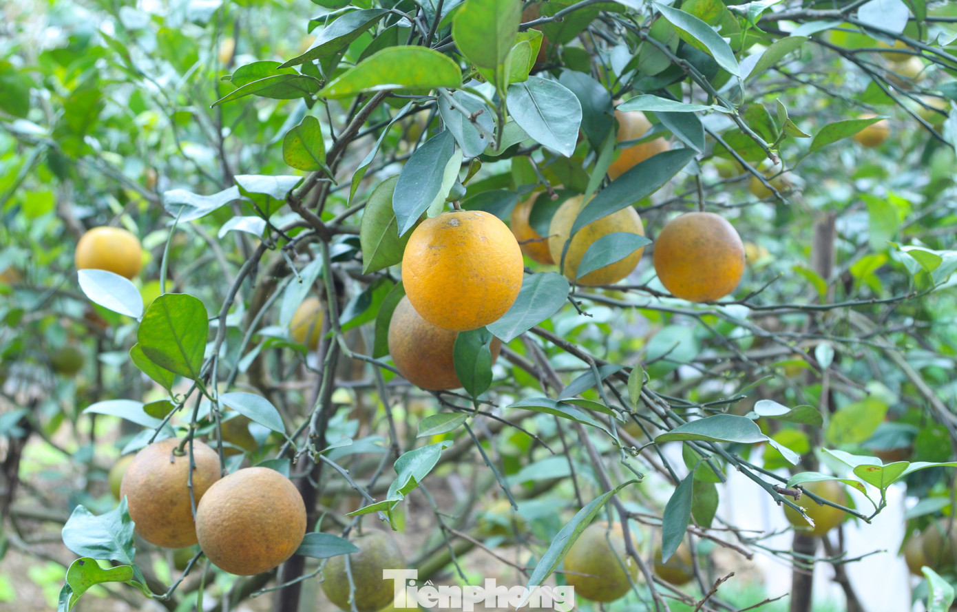 Thất thu cam 'tiến vua' vụ Tết - Ảnh 4