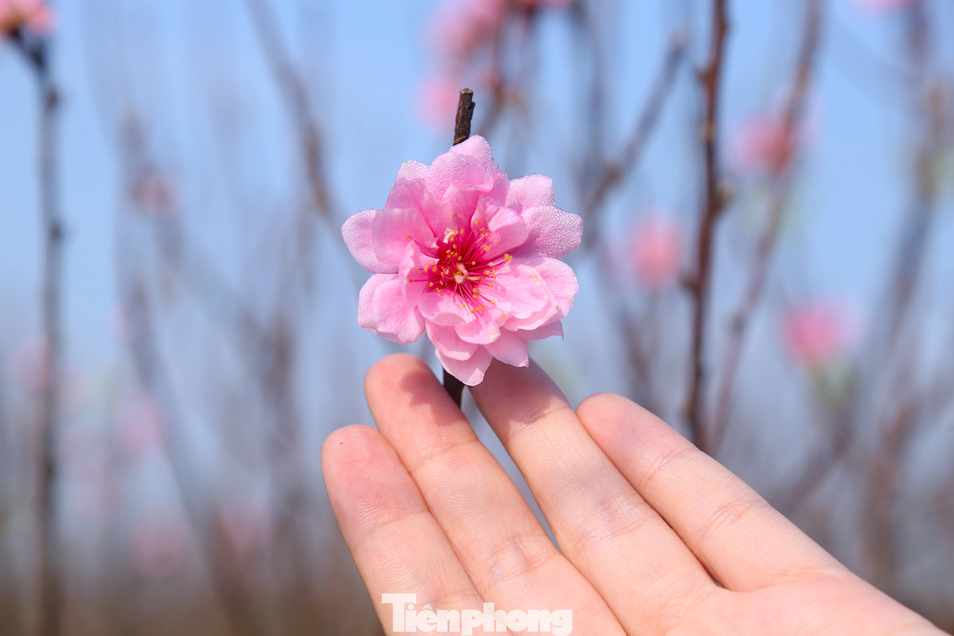 Nghề 'đánh cược' với ông trời - Ảnh 6