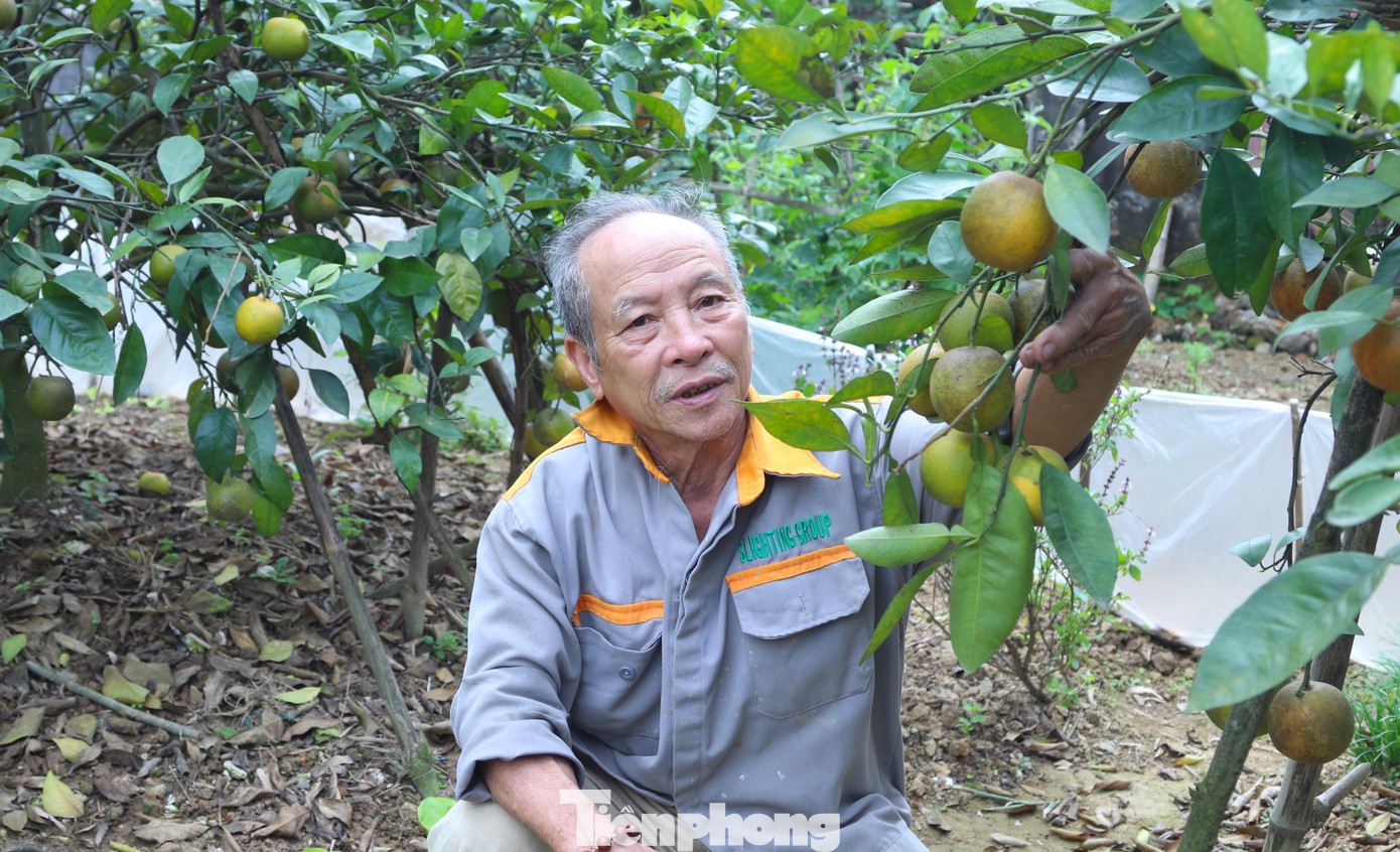 Thất thu cam 'tiến vua' vụ Tết - Ảnh 8