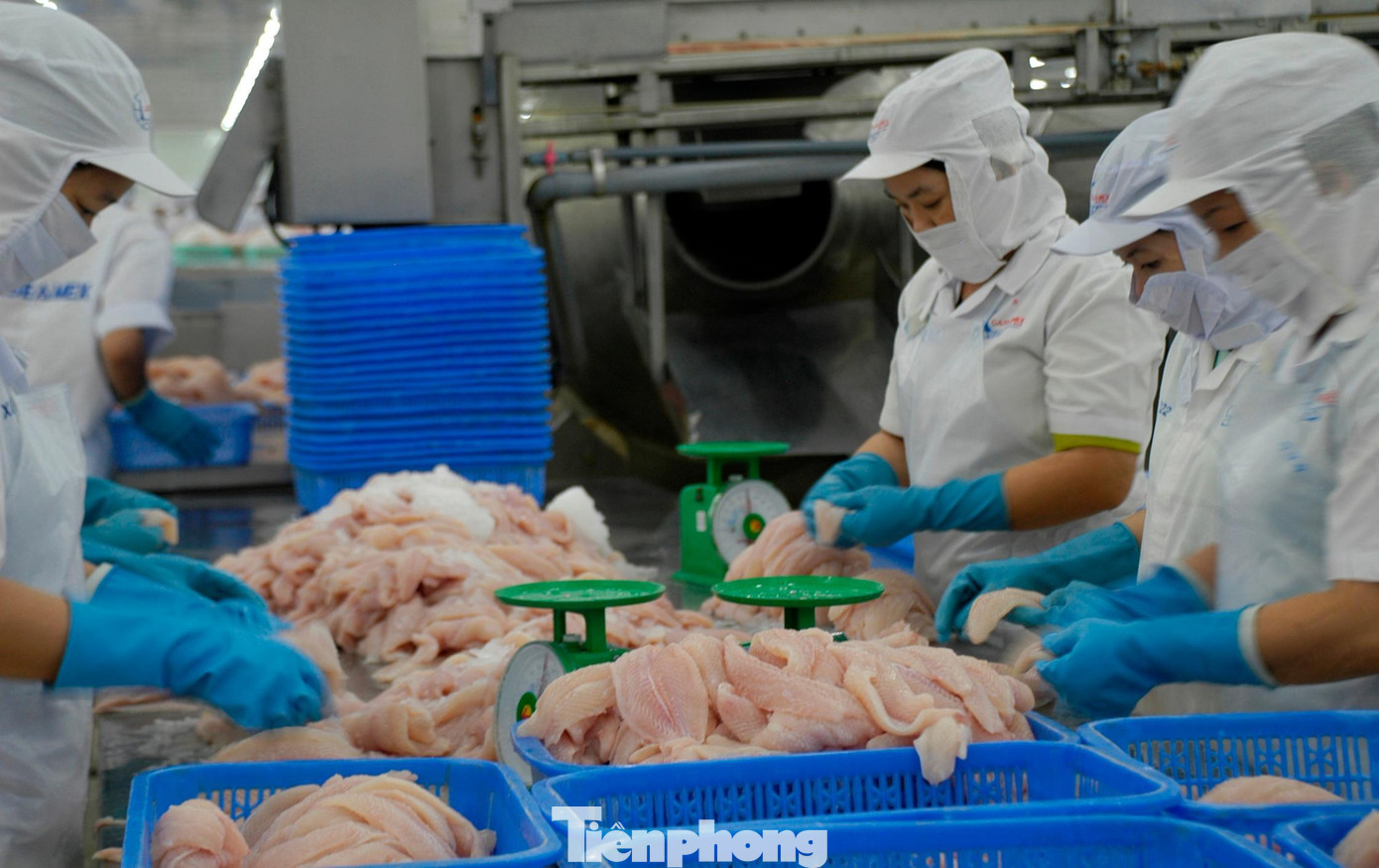 Cá tra Việt Nam bán cho Trung Quốc nhiều nhất - Ảnh 1