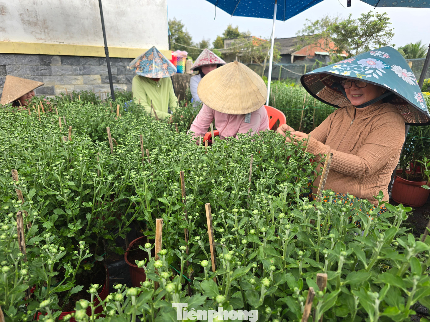 Thủ phủ hoa kiểng Vĩnh Long vào vụ Tết, cúc mâm xôi hút hàng - Ảnh 12