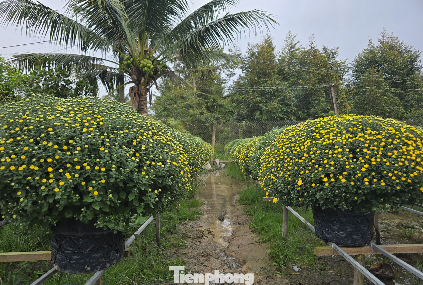 Thủ phủ hoa kiểng Vĩnh Long vào vụ Tết, cúc mâm xôi hút hàng - Ảnh 9