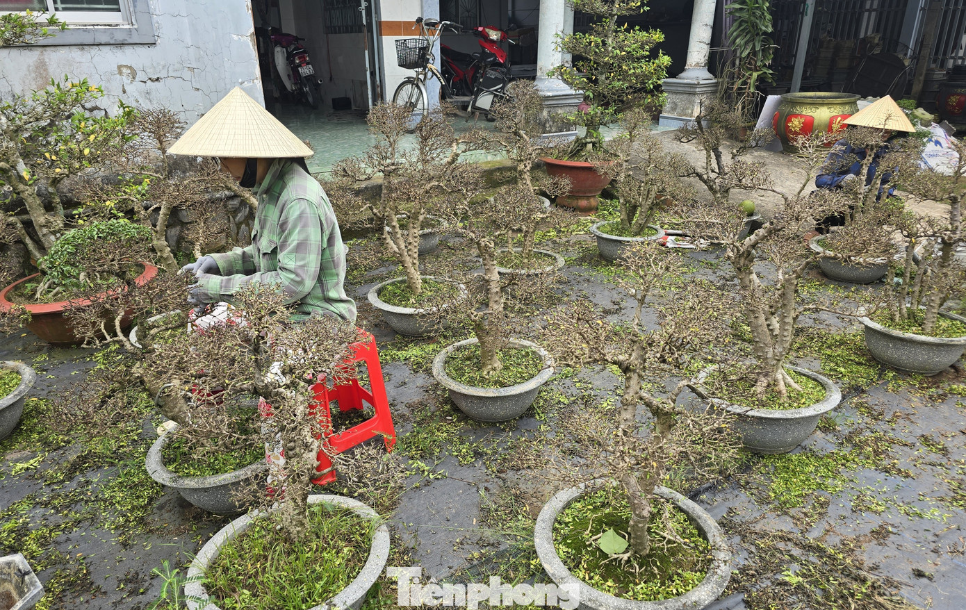 Thủ phủ hoa kiểng Vĩnh Long vào vụ Tết, cúc mâm xôi hút hàng - Ảnh 16