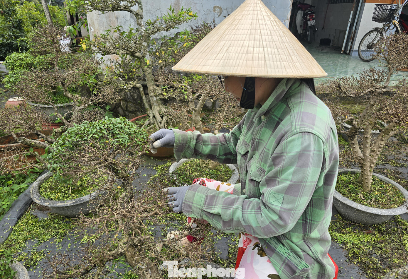 Thủ phủ hoa kiểng Vĩnh Long vào vụ Tết, cúc mâm xôi hút hàng - Ảnh 17