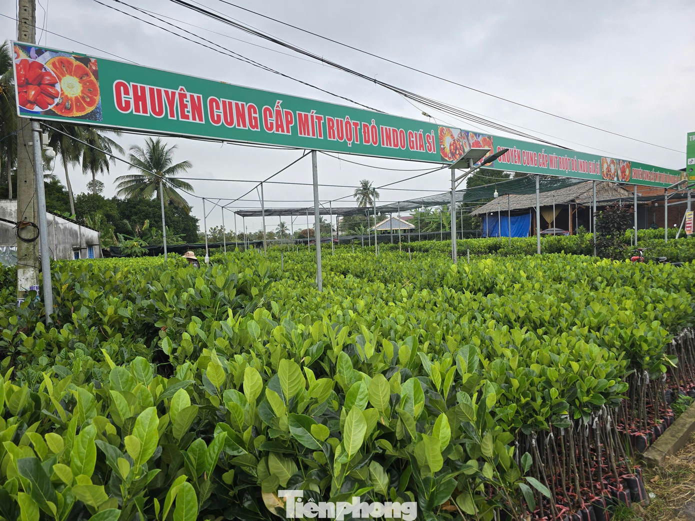 Thủ phủ hoa kiểng Vĩnh Long vào vụ Tết, cúc mâm xôi hút hàng - Ảnh 2