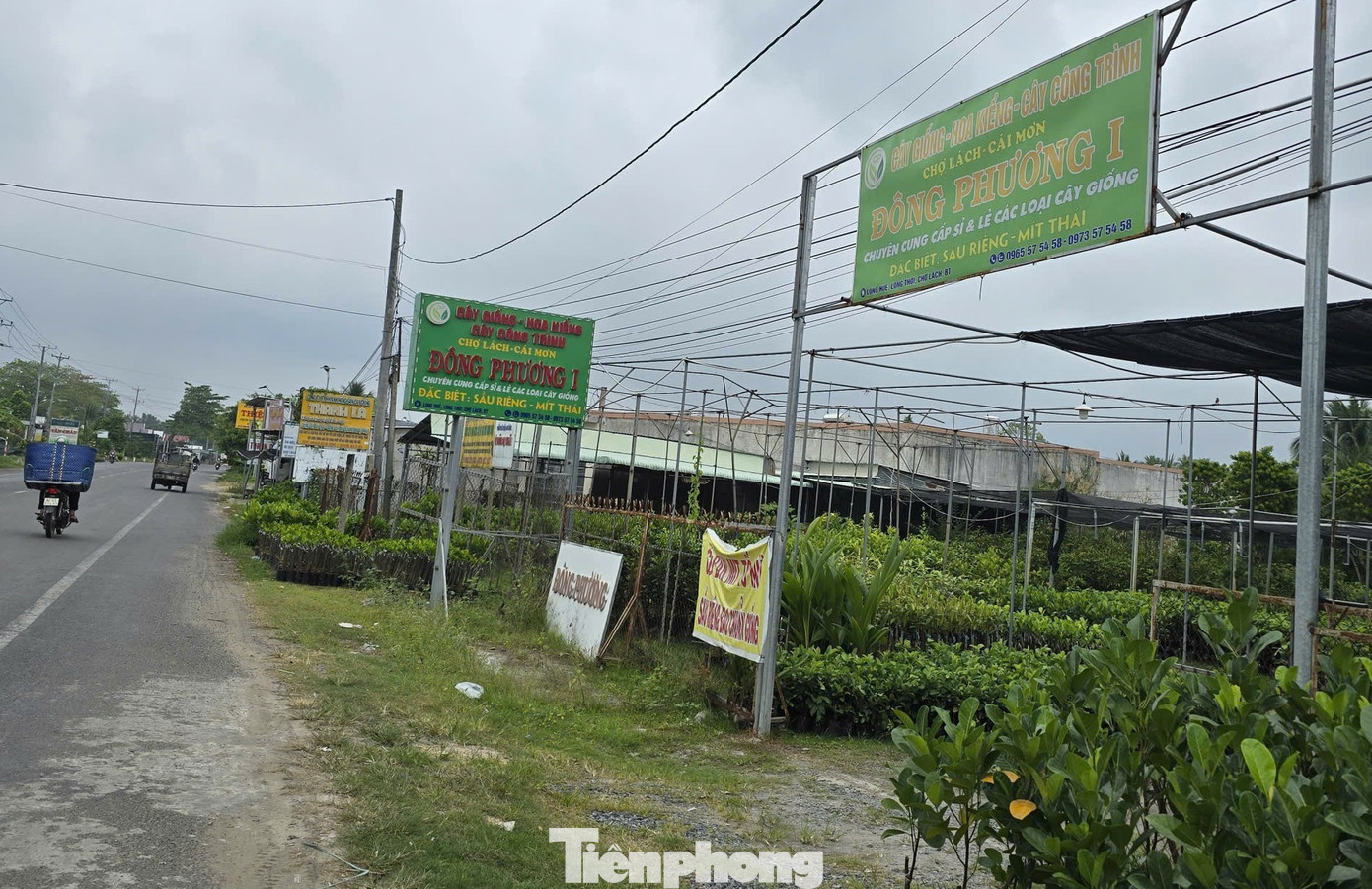 Thủ phủ hoa kiểng Vĩnh Long vào vụ Tết, cúc mâm xôi hút hàng - Ảnh 3