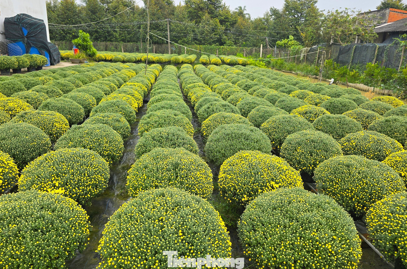 Hoa cúc bán Tết nở sớm bị thương lái ép giá, người dân vào cuộc hỗ trợ - Ảnh 1