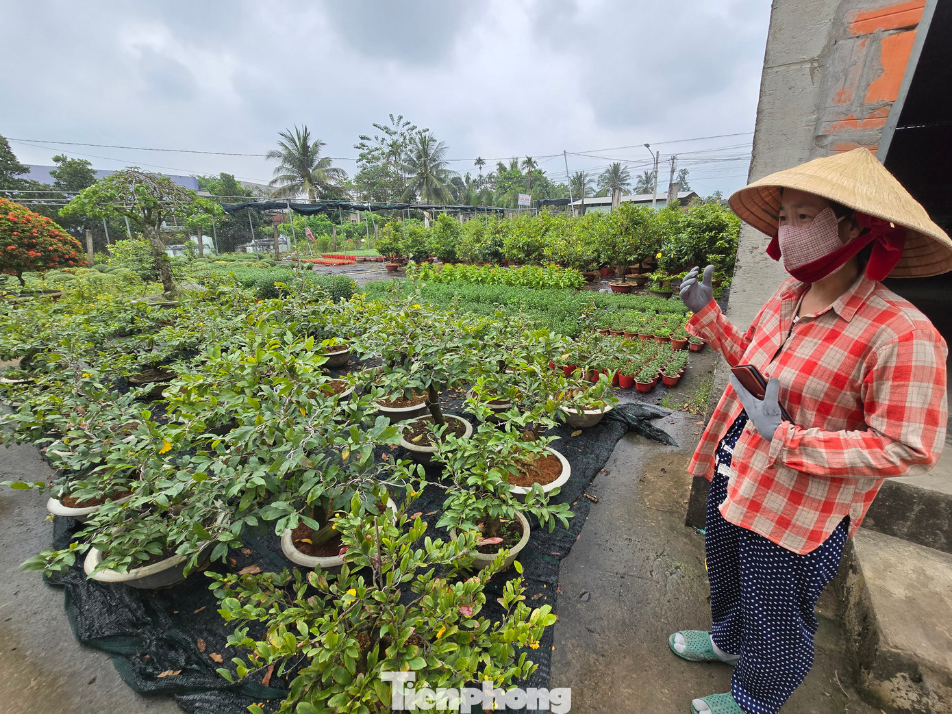 Thủ phủ hoa kiểng Vĩnh Long vào vụ Tết, cúc mâm xôi hút hàng - Ảnh 6